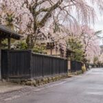 AI-generated illustration of weeping cherry blossoms above dark wooden fences, inspired by Kakunodate, Akita.