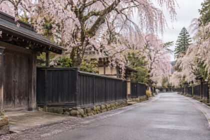 AI-generated illustration of weeping cherry blossoms above dark wooden fences, inspired by Kakunodate, Akita.