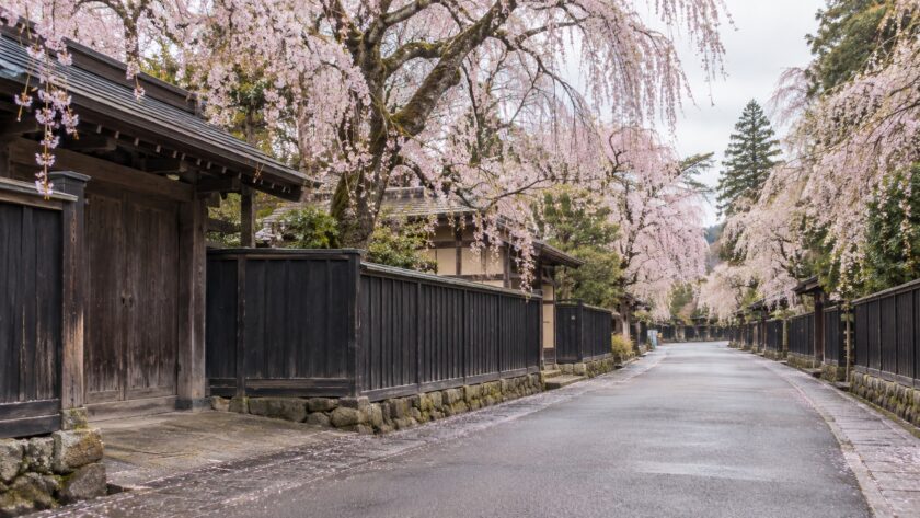 AI-generated illustration of weeping cherry blossoms above dark wooden fences, inspired by Kakunodate, Akita.