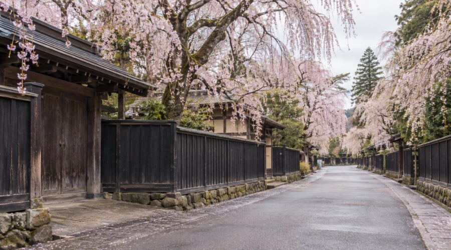 AI-generated illustration of weeping cherry blossoms above dark wooden fences, inspired by Kakunodate, Akita.