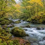 AI-generated illustration of a forest stream and mossy rocks inspired by Oirase Gorge, Aomori.
