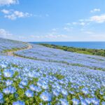 AI-generated spring illustration inspired by Hitachi Seaside Park, with blue nemophila flowers covering rolling hills
