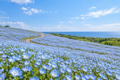 AI-generated spring illustration inspired by Hitachi Seaside Park, with blue nemophila flowers covering rolling hills
