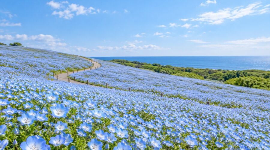 AI-generated spring illustration inspired by Hitachi Seaside Park, with blue nemophila flowers covering rolling hills