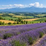 AI-generated illustration of lavender fields and rolling farmland inspired by Furano and Biei, Hokkaido.