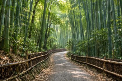 AI-generated illustration of a quiet path winding through tall green bamboo, inspired by western Kyoto, Japan.