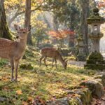 AI-generated illustration of two sika deer beside mossy stone lanterns in an autumn woodland inspired by Nara Park.