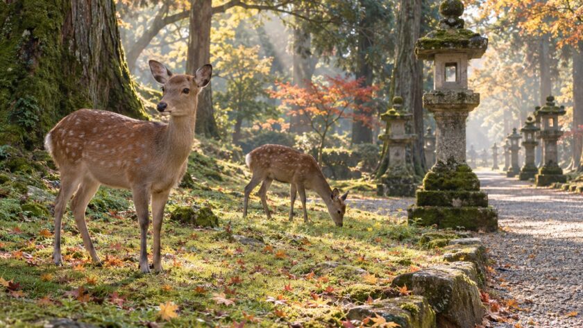 AI-generated illustration of two sika deer beside mossy stone lanterns in an autumn woodland inspired by Nara Park.