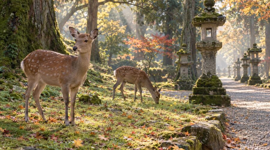 AI-generated illustration of two sika deer beside mossy stone lanterns in an autumn woodland inspired by Nara Park.