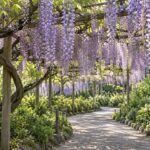 AI-generated illustration of purple wisteria hanging over a garden path, inspired by Tochigi, Japan.