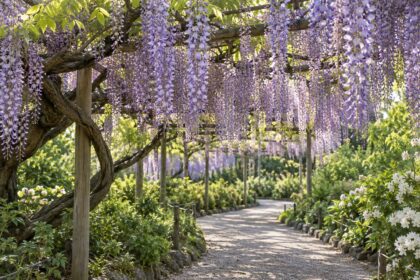 AI-generated illustration of purple wisteria hanging over a garden path, inspired by Tochigi, Japan.