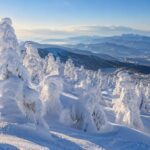 AI-generated illustration of snow and rime-covered fir trees on a mountain slope, inspired by Zao, Yamagata.