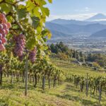 AI-generated illustration of purple grapes on trellises above a vineyard and mountain basin, inspired by Katsunuma in Yamanashi, Japan.
