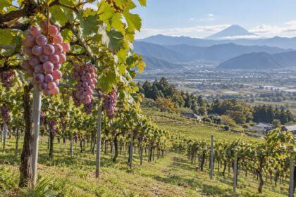 AI-generated illustration of purple grapes on trellises above a vineyard and mountain basin, inspired by Katsunuma in Yamanashi, Japan.